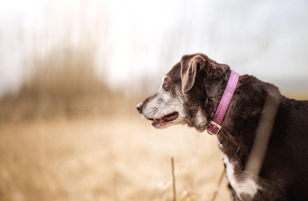 Enlarge Spice (bonded with Sugar), a Adoptable mixed breed in Watertown, WI image 1/6