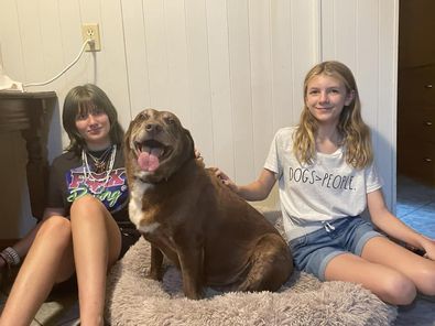 Spice (bonded with Sugar), Adoptable, Senior Female Labrador Retriever.