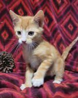 Enlarge Winter Olympics Litter (kittens), a ADOPTABLE mixed breed in Commerce, TX image 4/4