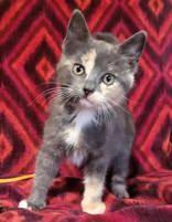 Enlarge Winter Olympics Litter (kittens), a ADOPTABLE mixed breed in Commerce, TX image 2/4