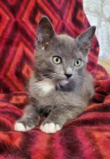 Winter Olympics Litter (kittens), ADOPTABLE, Kitten Male American Shorthair.