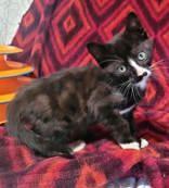 Enlarge Winter Olympics Litter (kittens), a ADOPTABLE mixed breed in Commerce, TX image 3/4