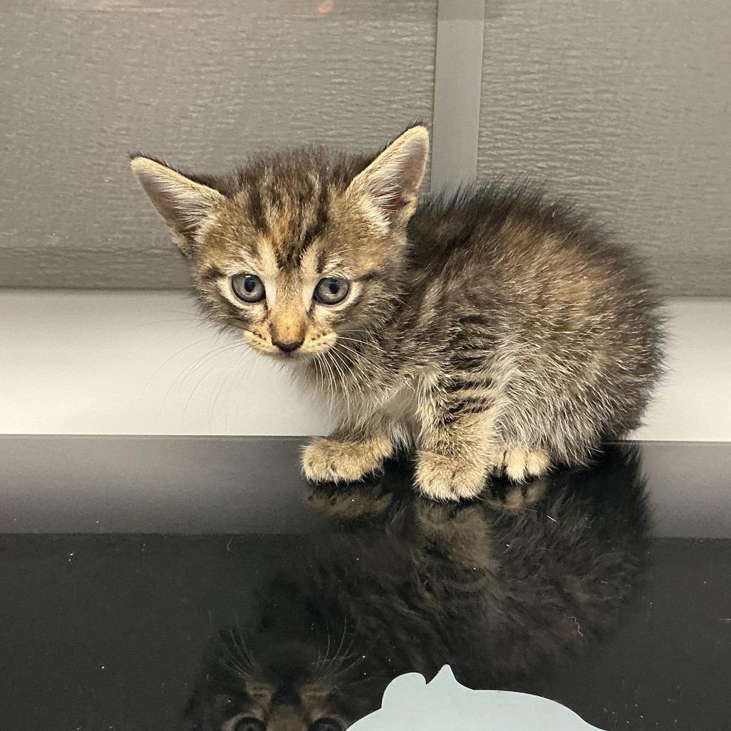 Enlarge Hannah K2, a Adoptable Domestic Short Hair in St Joseph, MO image 1/1