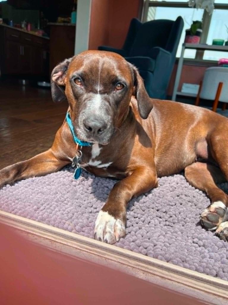 Genevieve, Adoptable, Adult Female Mixed Breed.