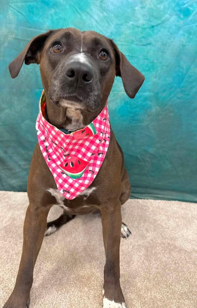 Genevieve, a Adoptable mixed breed in Fond Du Lac, WI image 2/6