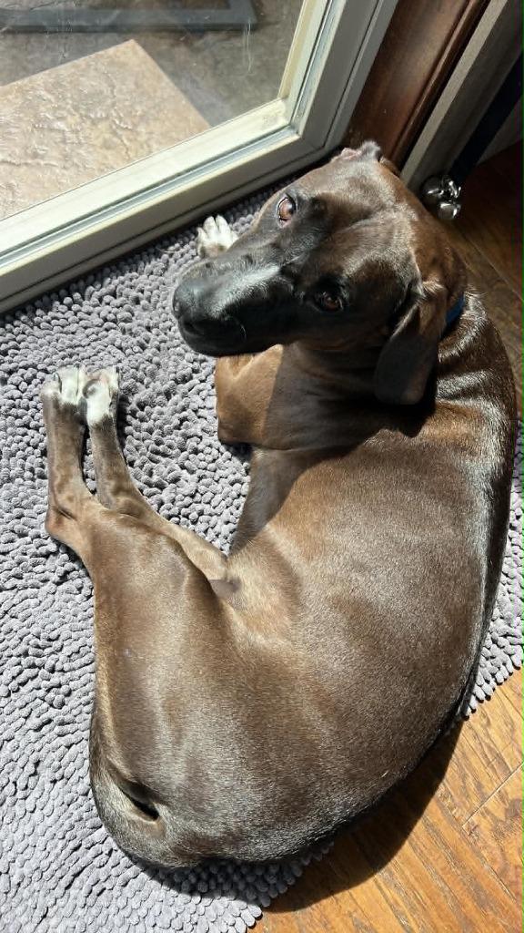 Genevieve, a Adoptable mixed breed in Fond Du Lac, WI image 3/6