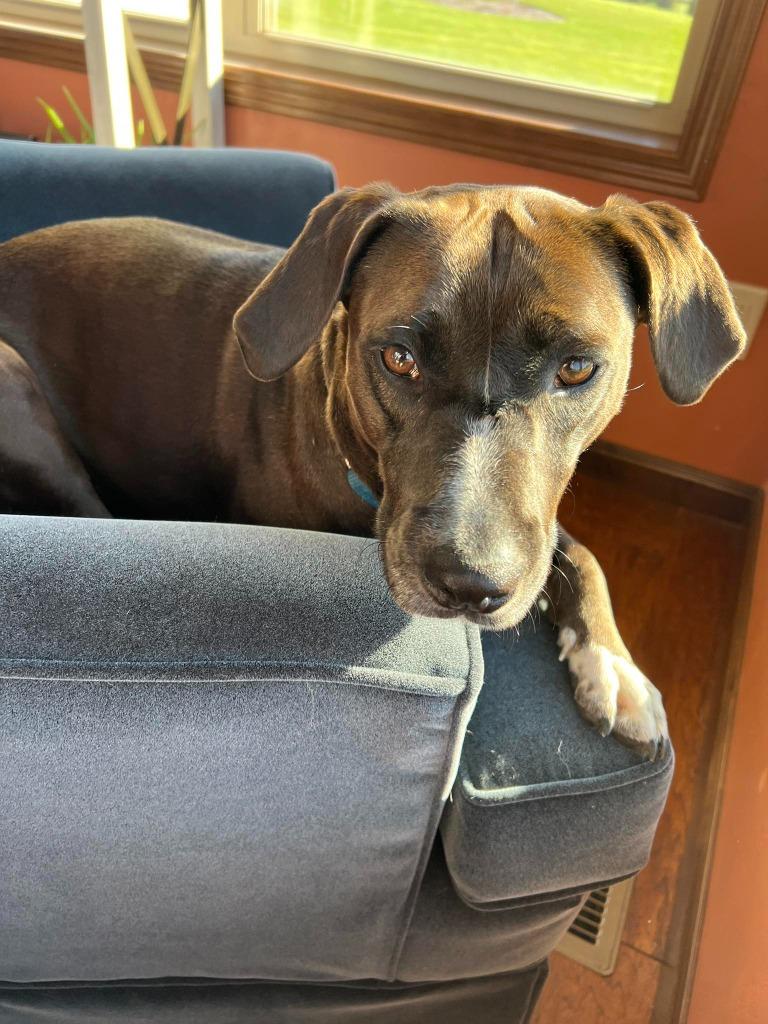 Genevieve, a Adoptable mixed breed in Fond Du Lac, WI image 4/6