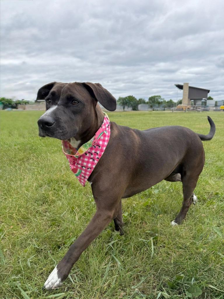 Genevieve, a Adoptable mixed breed in Fond Du Lac, WI image 4/6