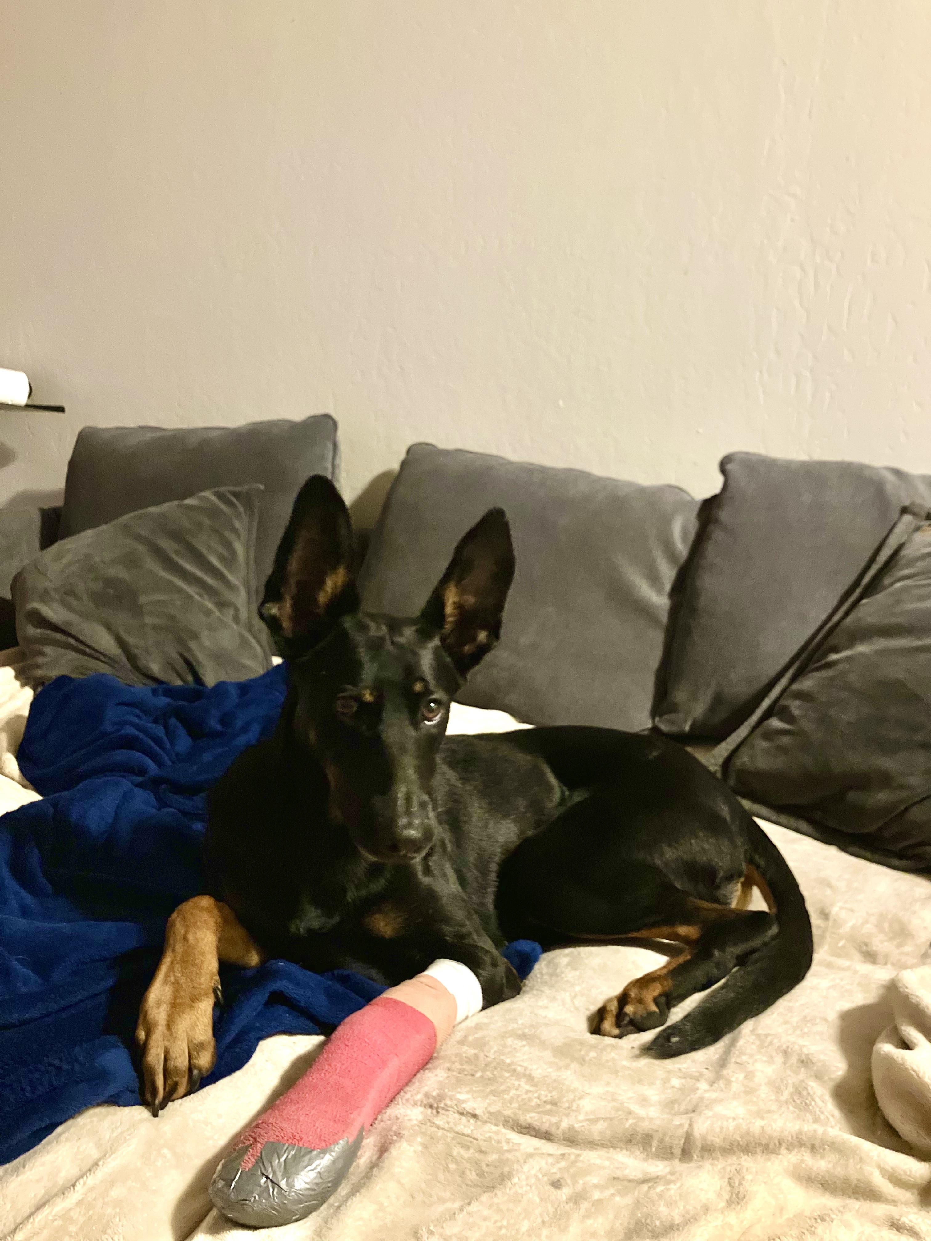 Minerva, an adopted mixed breed in San Francisco, CA image 1/6