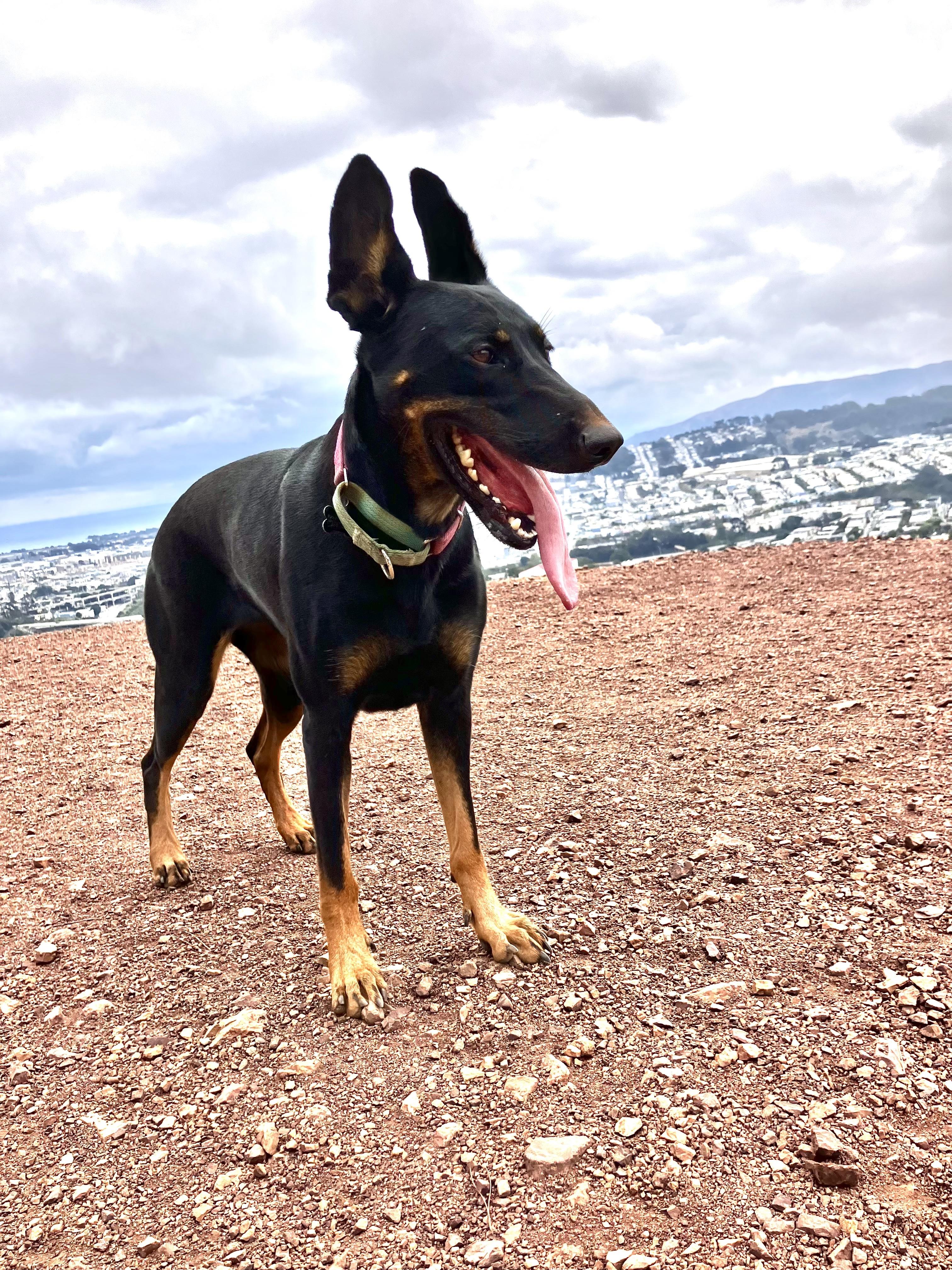 Enlarge Minerva, a Adoptable mixed breed in San Francisco, CA image 3/6