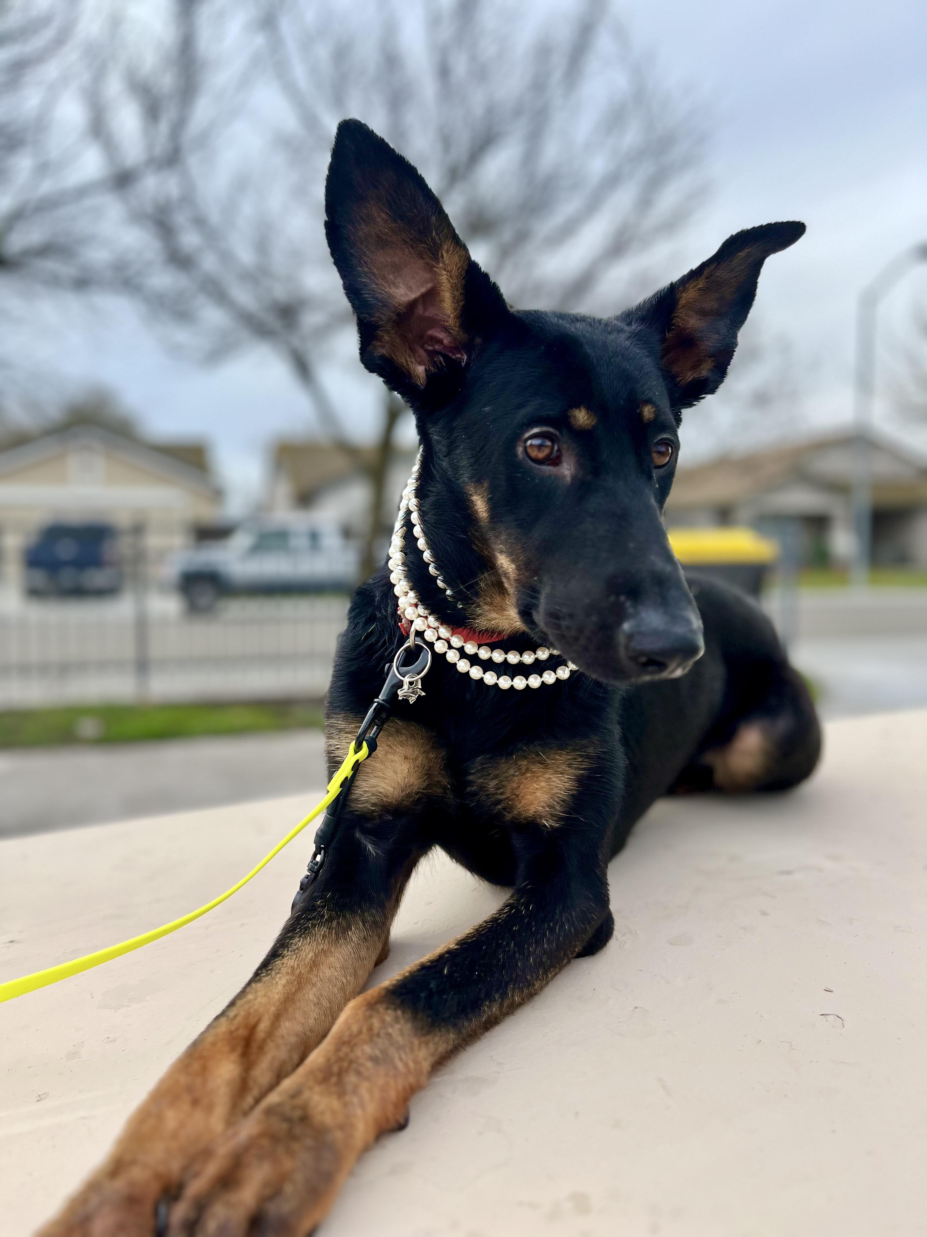 Enlarge Minerva, a Adoptable mixed breed in San Francisco, CA image 1/6