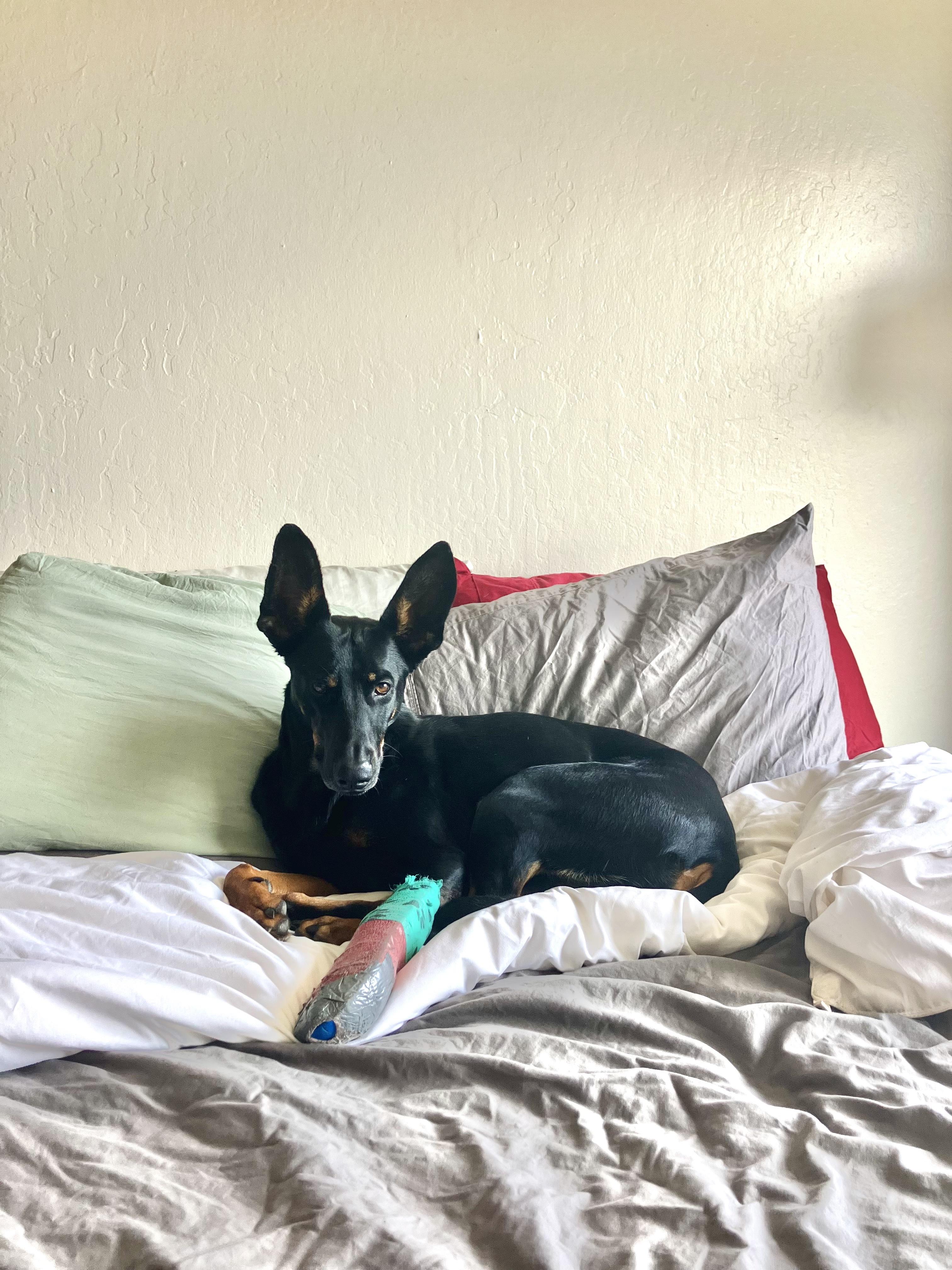 Minerva, an adopted mixed breed in San Francisco, CA image 3/6