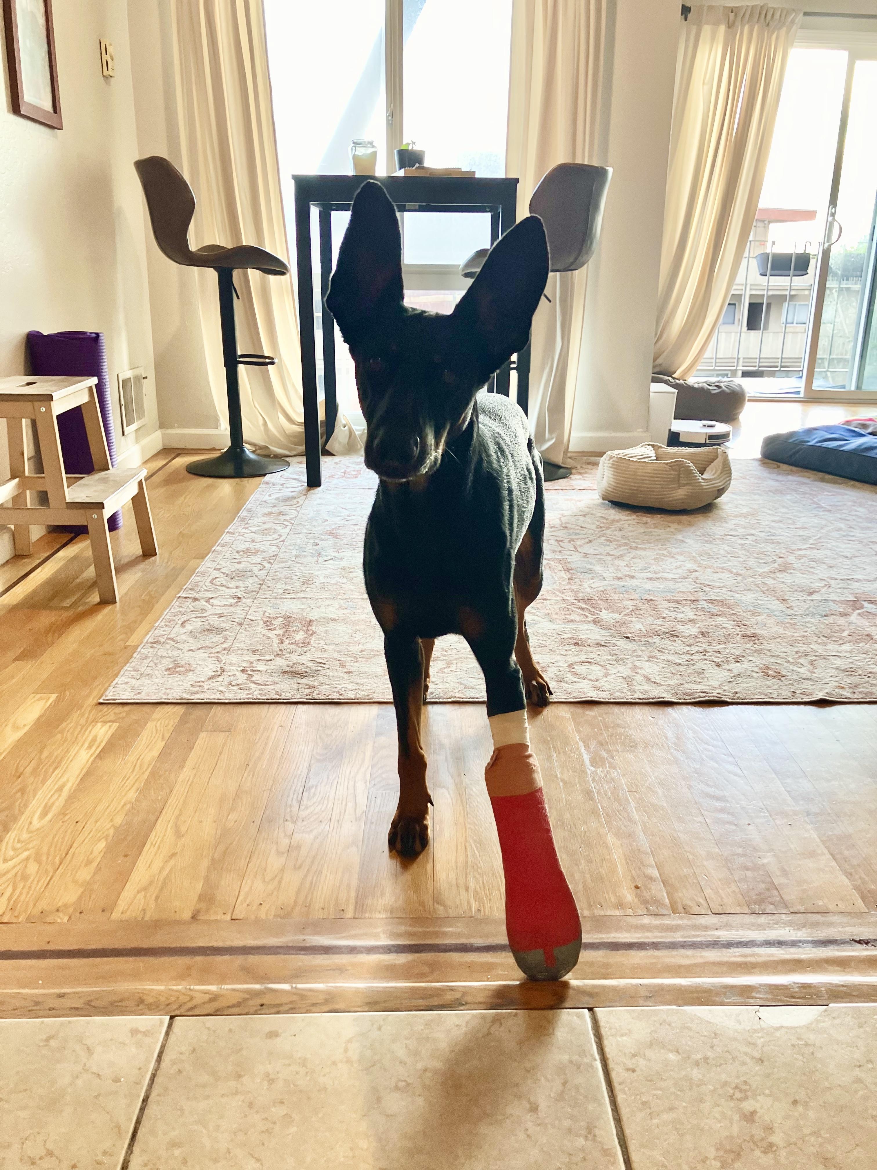 Minerva, an adopted mixed breed in San Francisco, CA image 2/6