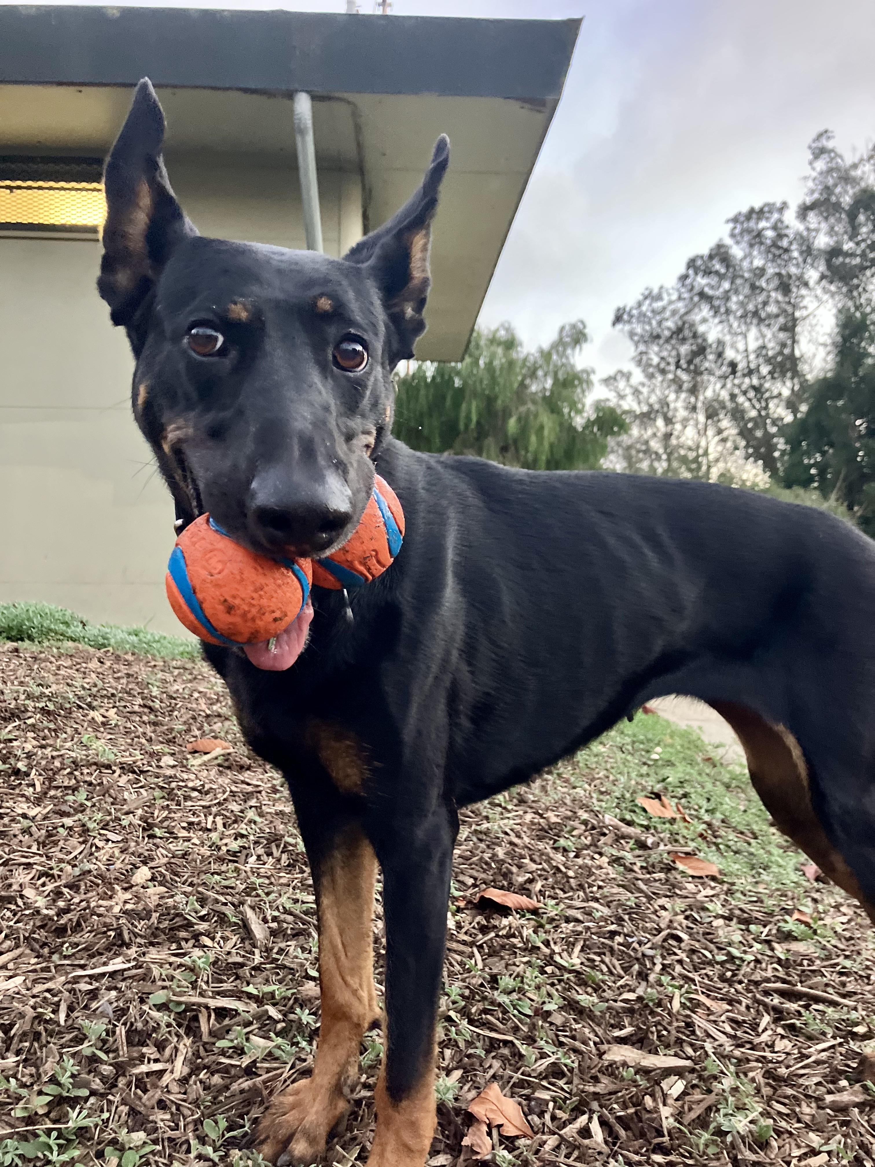 Minerva, an adopted mixed breed in San Francisco, CA image 4/6