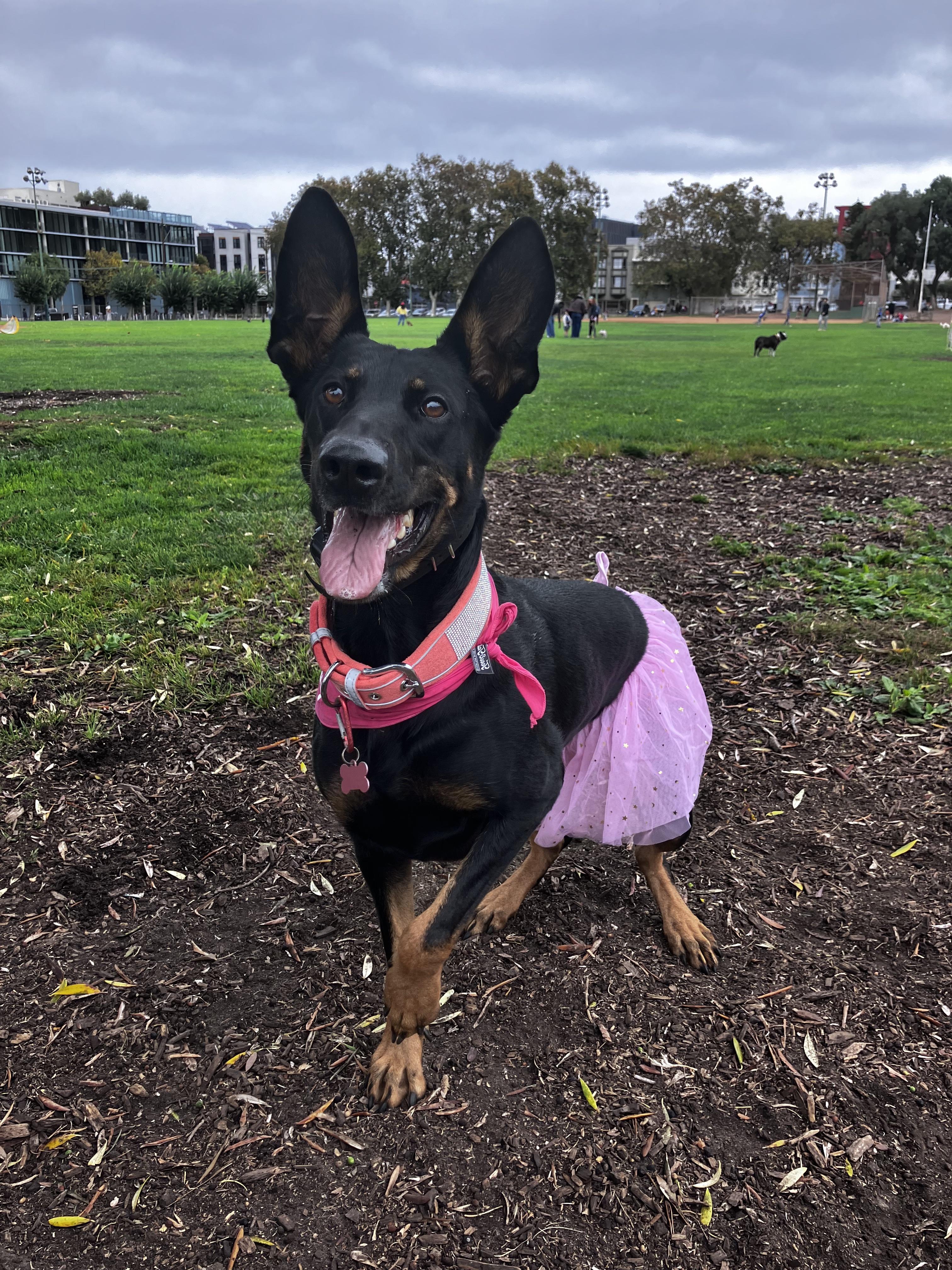 Minerva, an adopted mixed breed in San Francisco, CA image 6/6