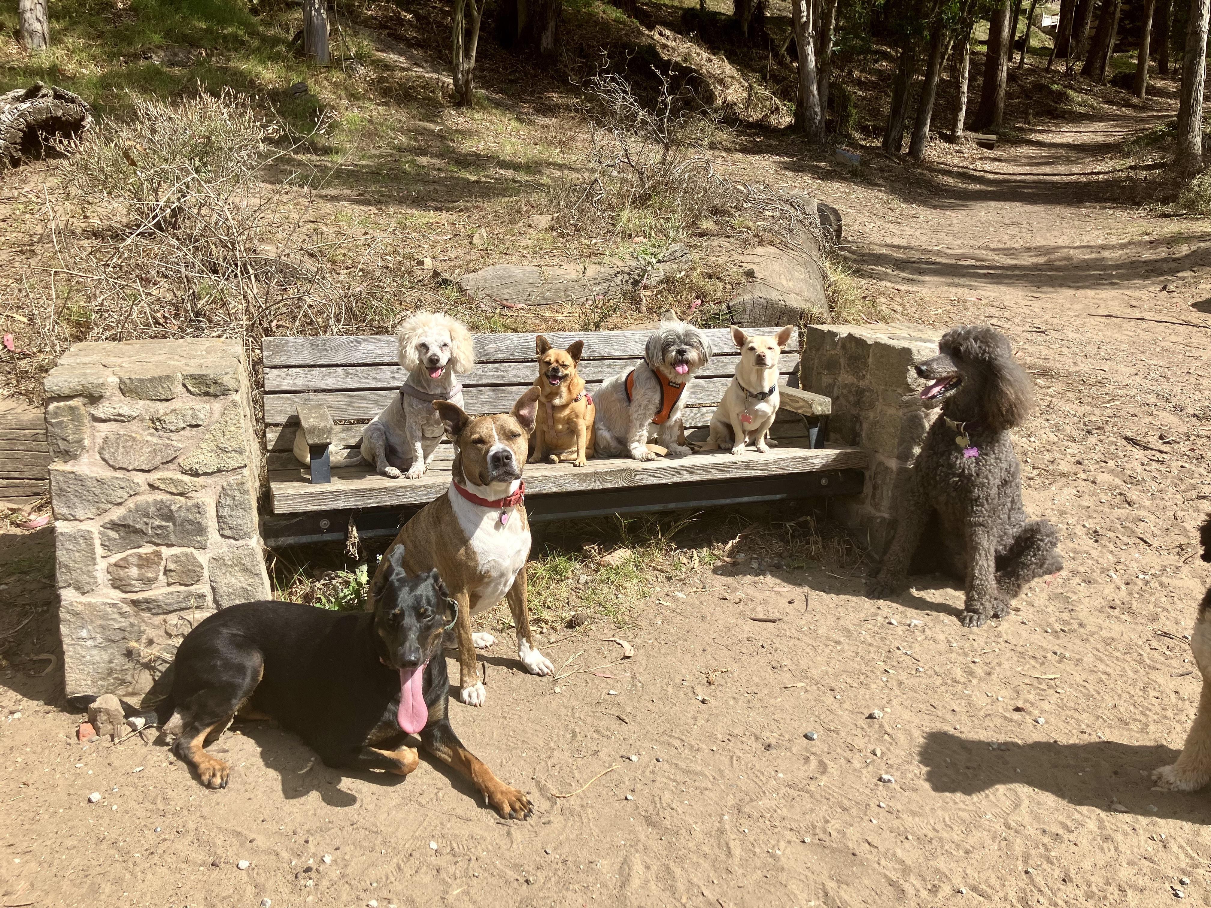 Enlarge Minerva, a Adoptable mixed breed in San Francisco, CA image 4/6