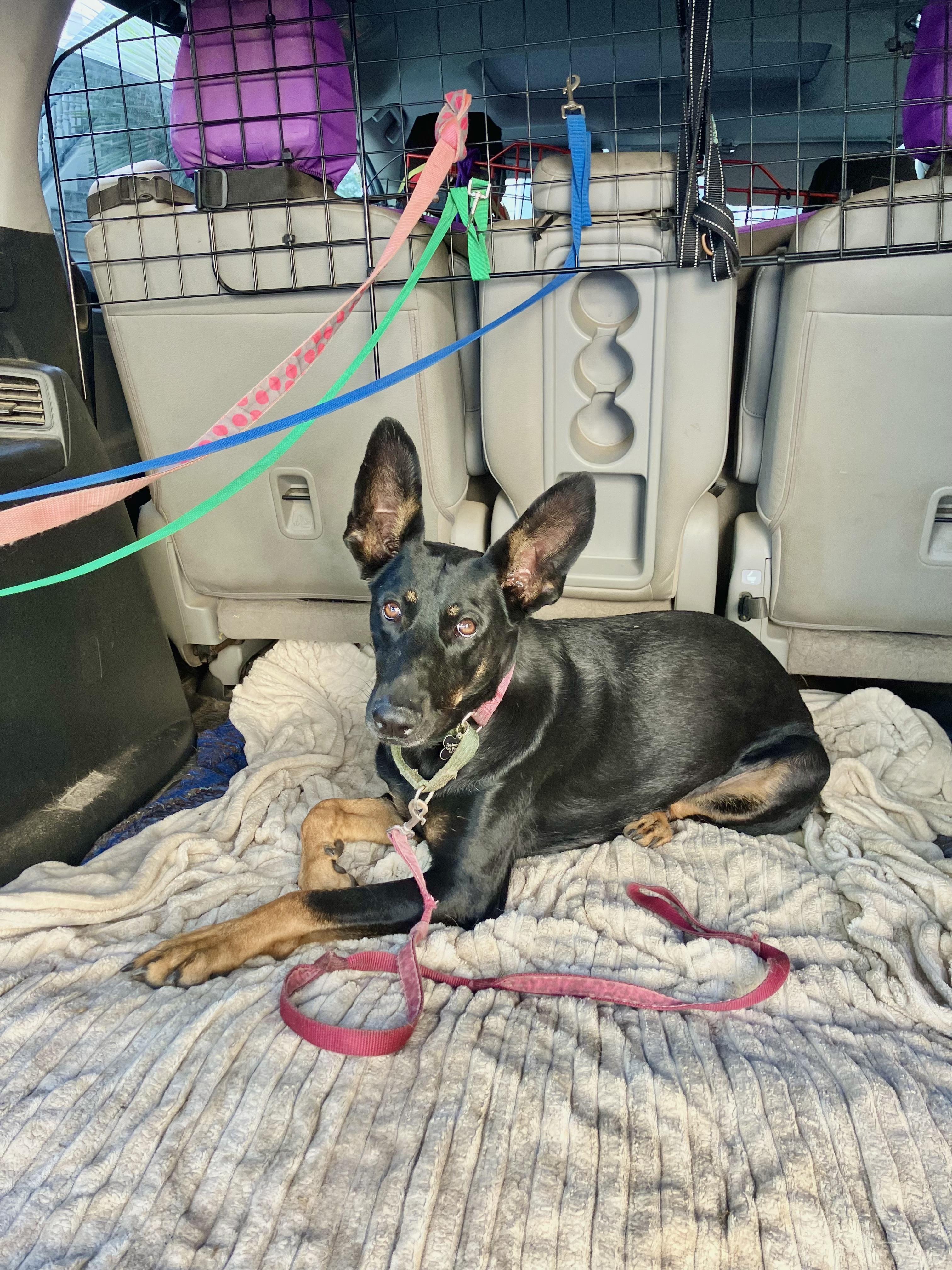 Enlarge Minerva, a Adoptable mixed breed in San Francisco, CA image 6/6