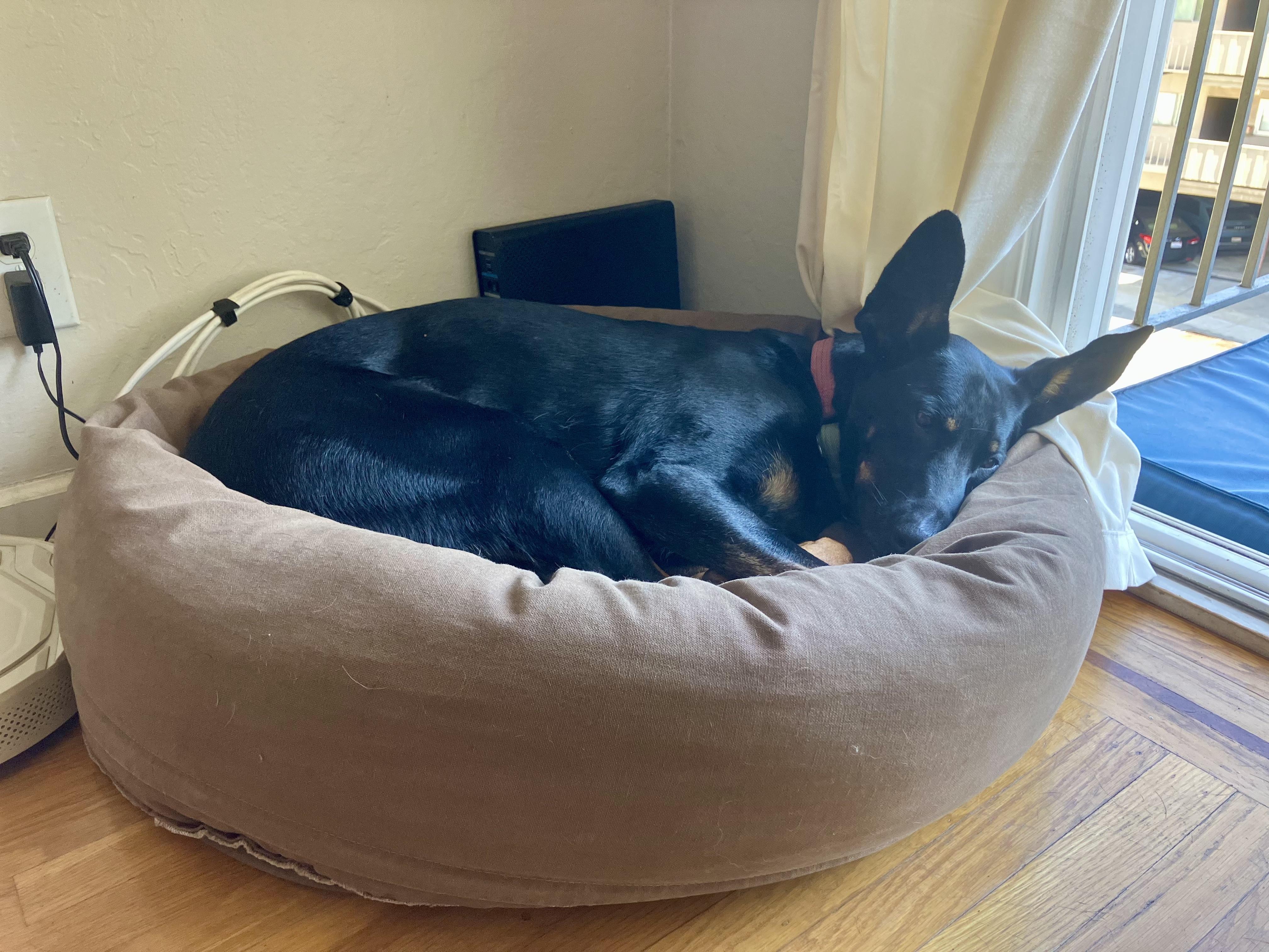 Enlarge Minerva, a Adoptable mixed breed in San Francisco, CA image 2/6