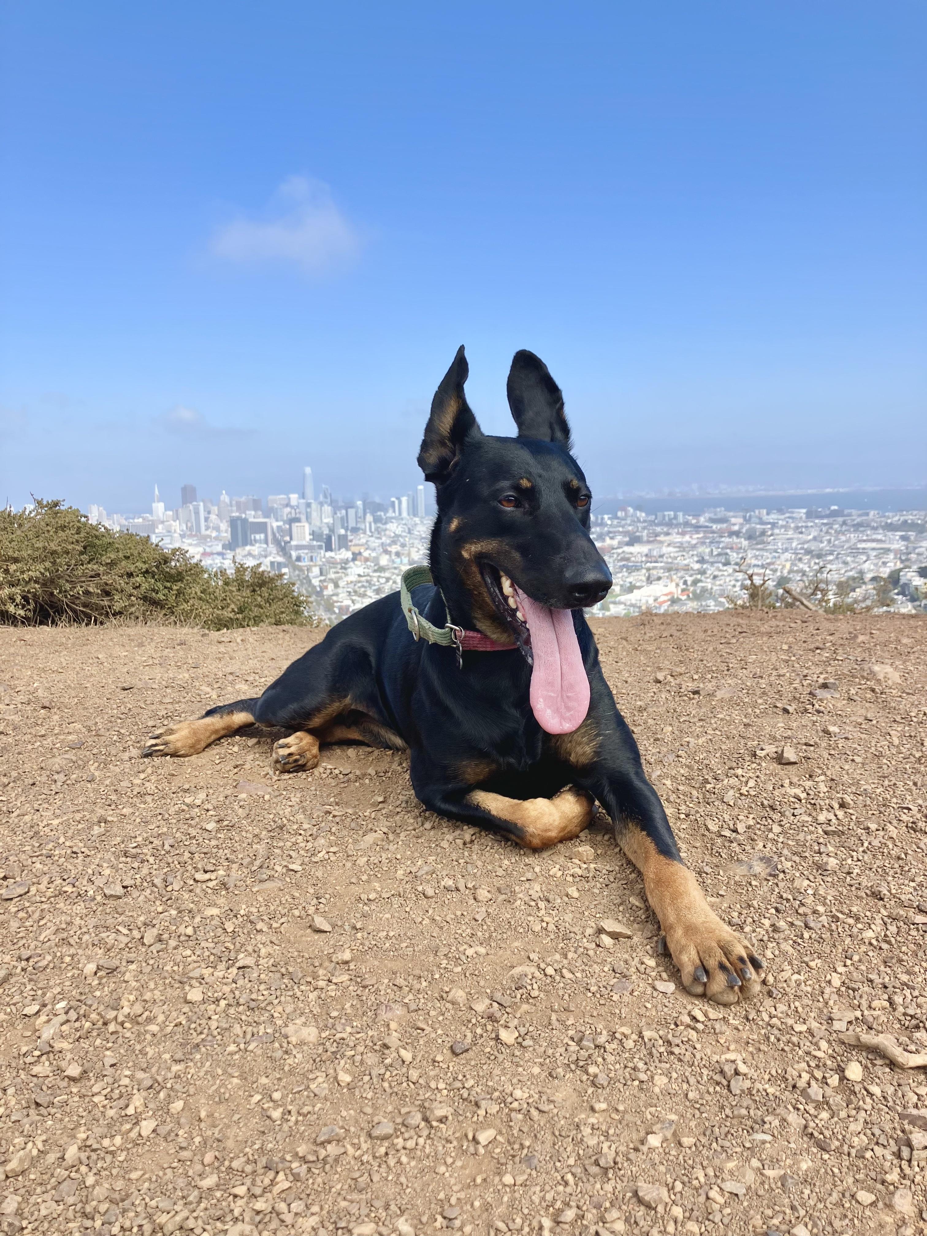 Enlarge Minerva, a Adoptable mixed breed in San Francisco, CA image 5/6