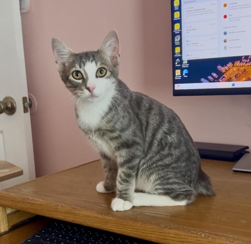 L L Cool Cat, a Adoptable mixed breed in Gardena, CA image 1/3