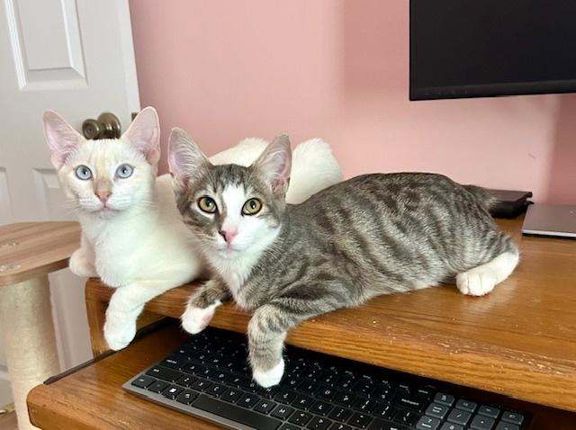 L L Cool Cat, a Adoptable mixed breed in Gardena, CA image 2/3