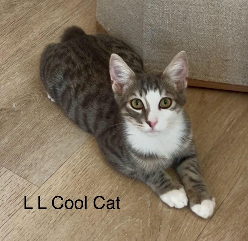 L L Cool Cat, a Adoptable mixed breed in Gardena, CA image 3/3