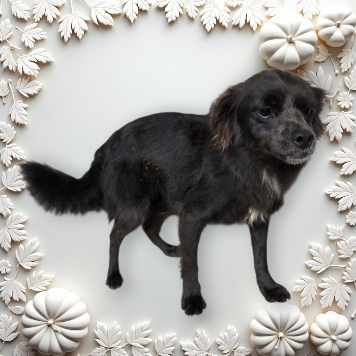 Maizey, an adoptable Spaniel in Dallas, GA, 30132 | Photo Image 1