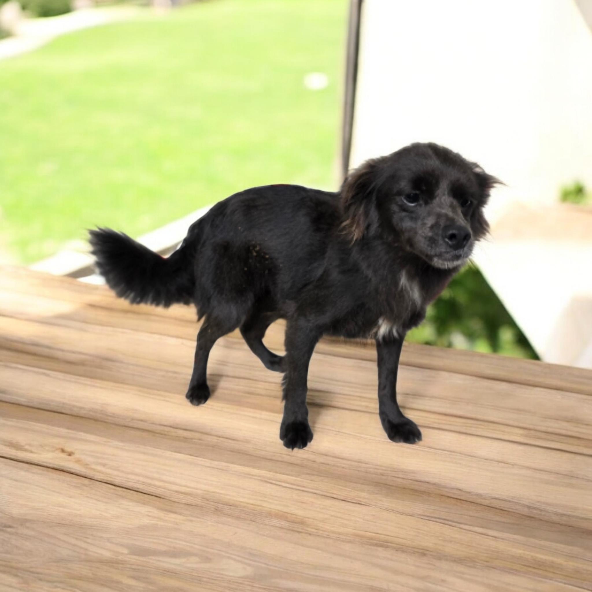 Maizey, a Adoptable mixed breed in Dallas, GA image 1/5