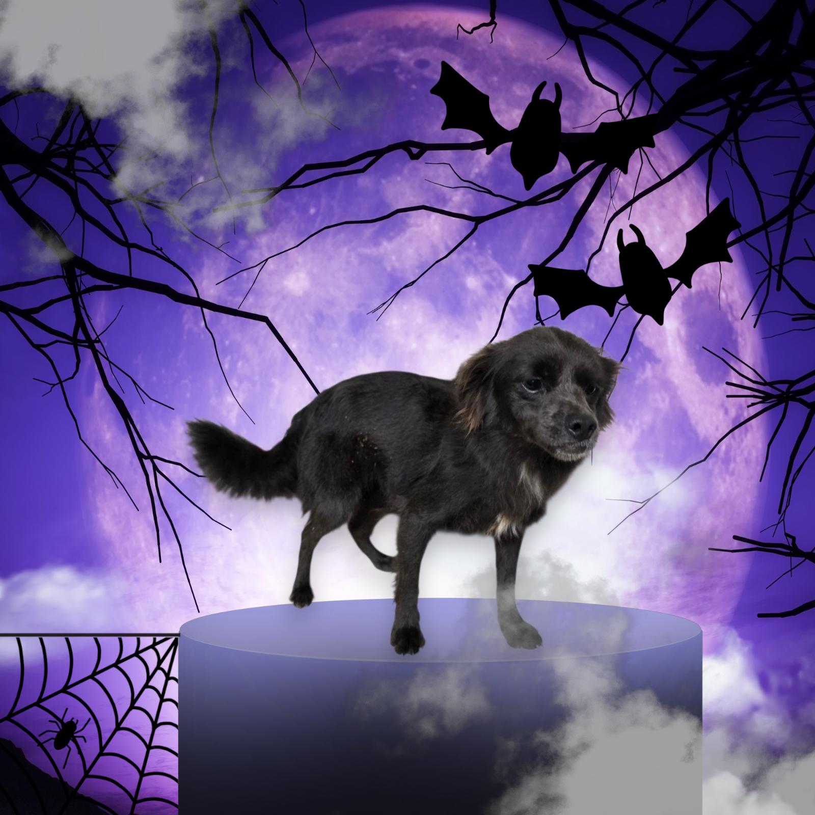 Maizey, an adoptable Spaniel in Dallas, GA, 30132 | Photo Image 1