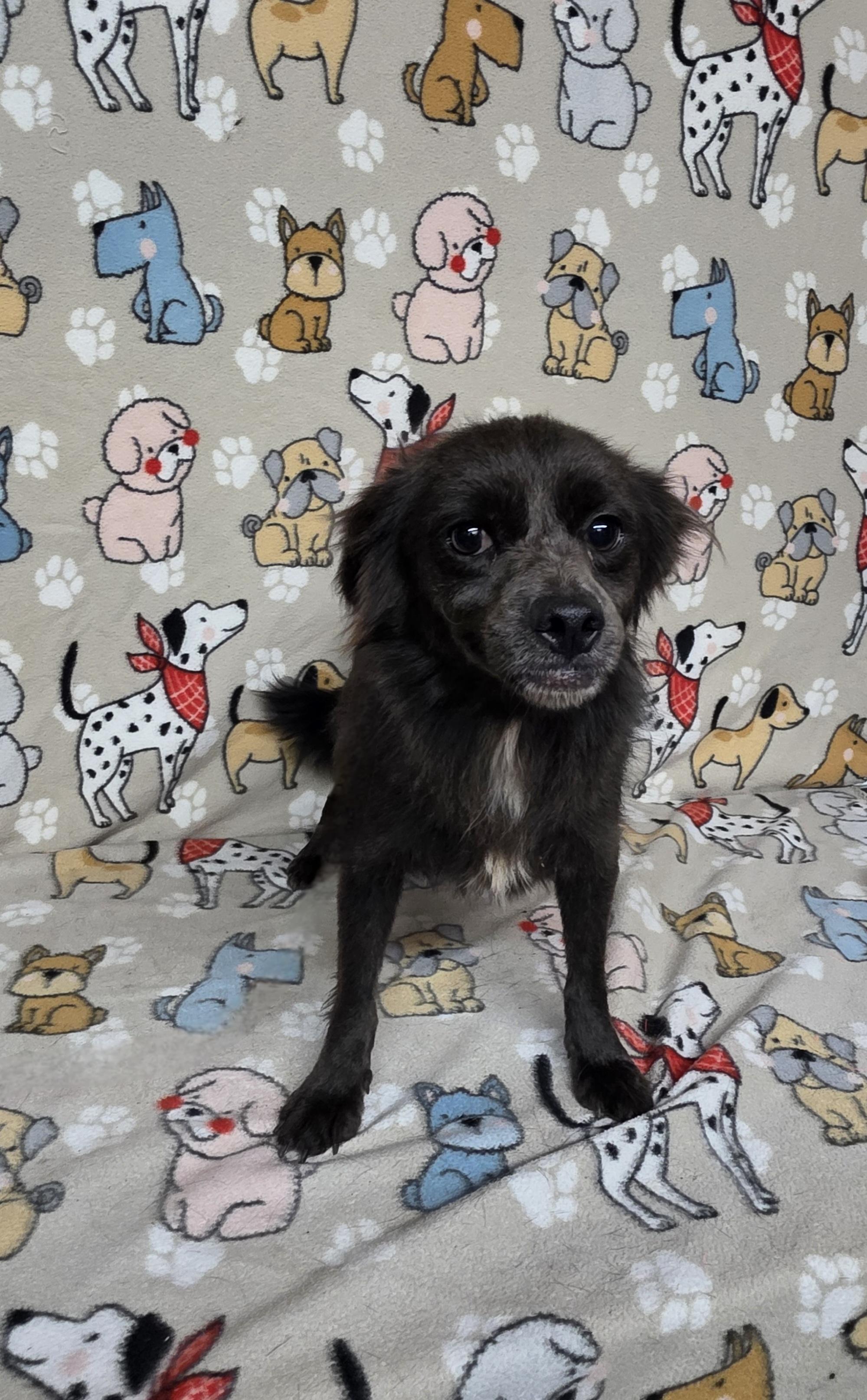 Maizey, a Adoptable mixed breed in Dallas, GA image 5/5