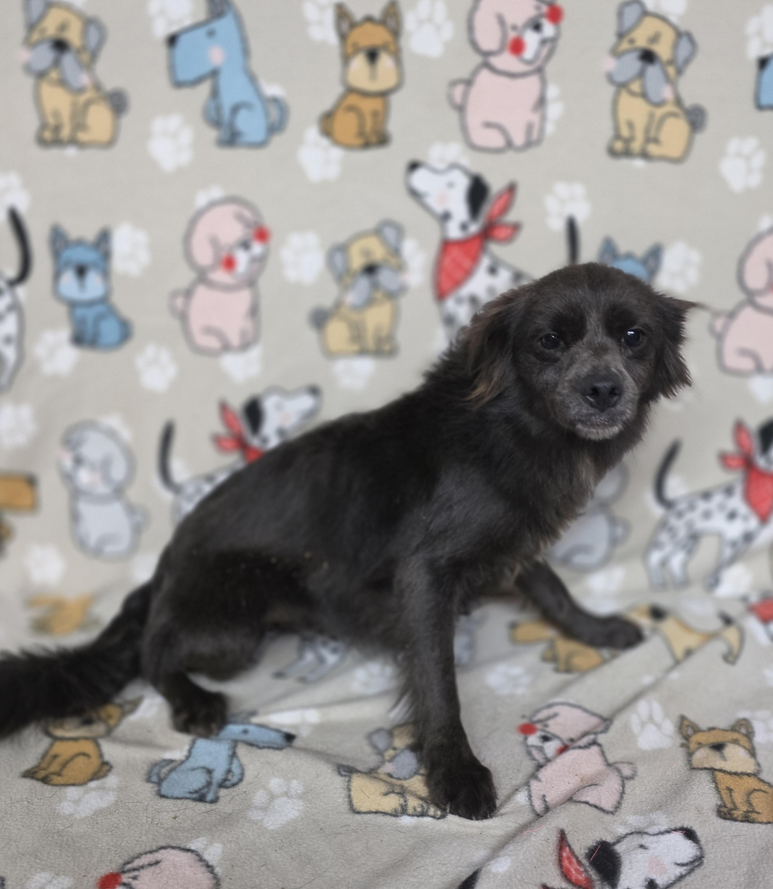 Maizey, a Adoptable mixed breed in Dallas, GA image 4/5