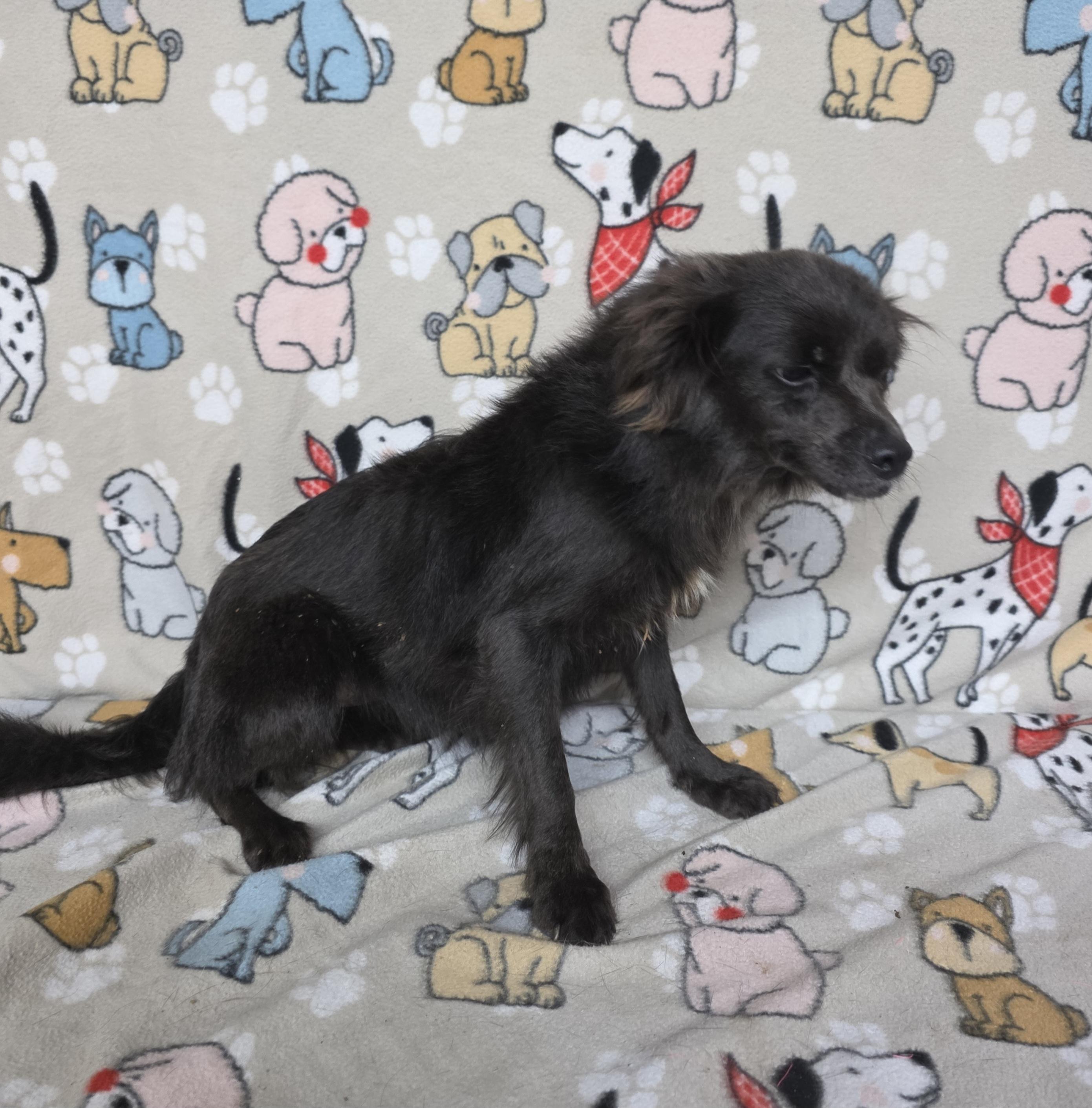 Maizey, an adoptable Spaniel in Dallas, GA, 30132 | Photo Image 6