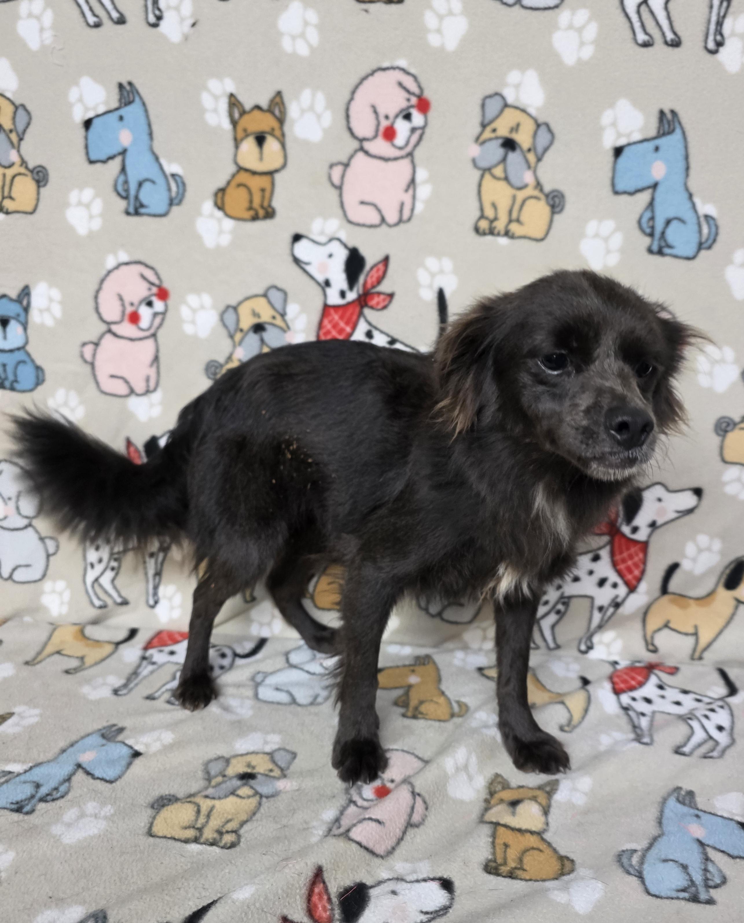 Maizey, a Adoptable mixed breed in Dallas, GA image 3/5