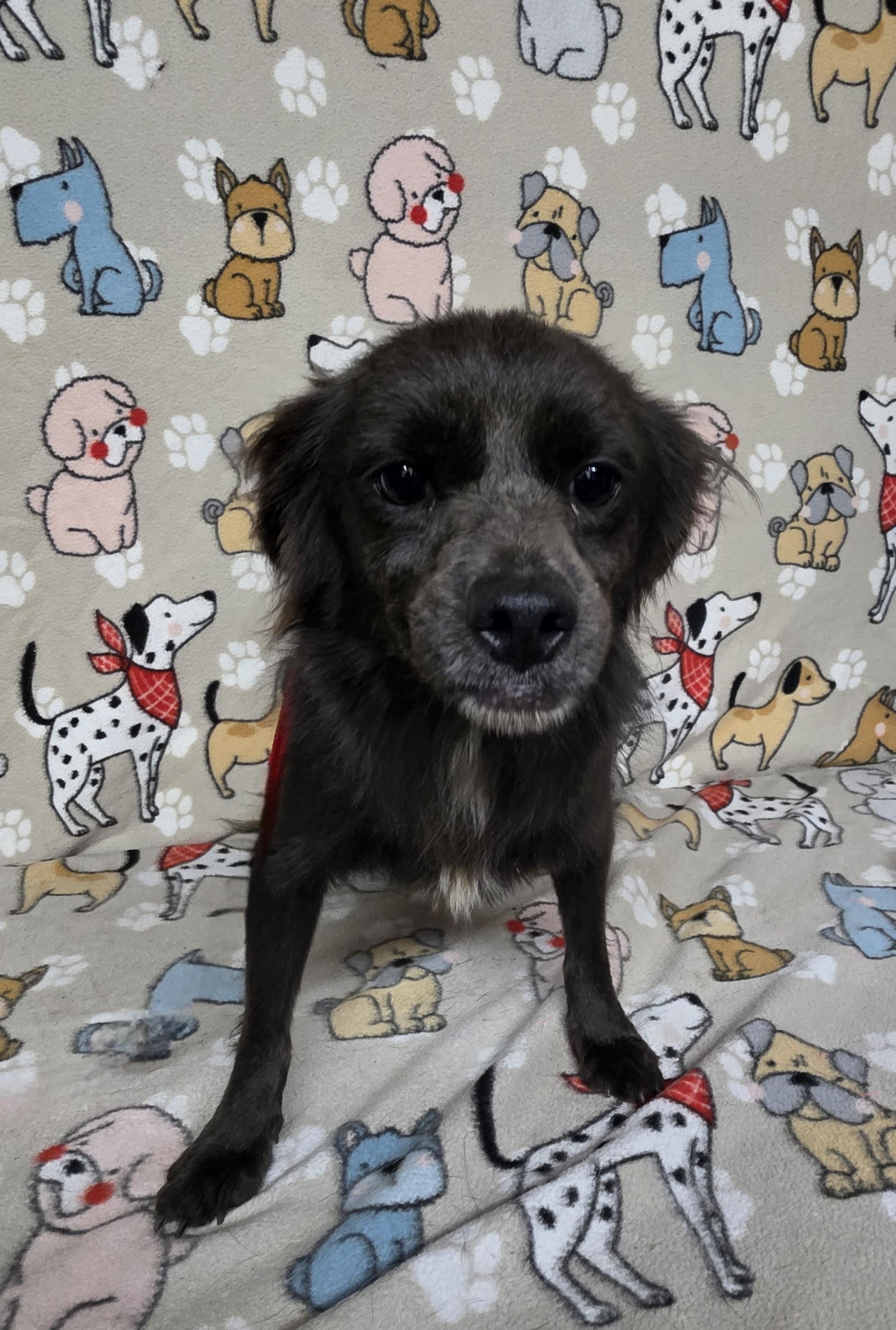Maizey, an adoptable Spaniel in Dallas, GA, 30132 | Photo Image 3