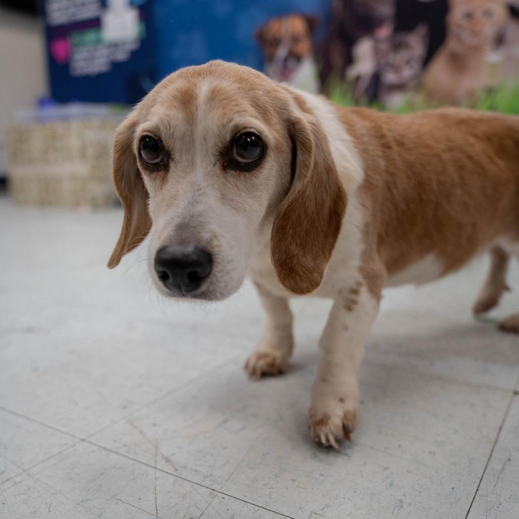 Enlarge Bella, a ADOPTABLE Beagle in Columbia, MD image 2/2
