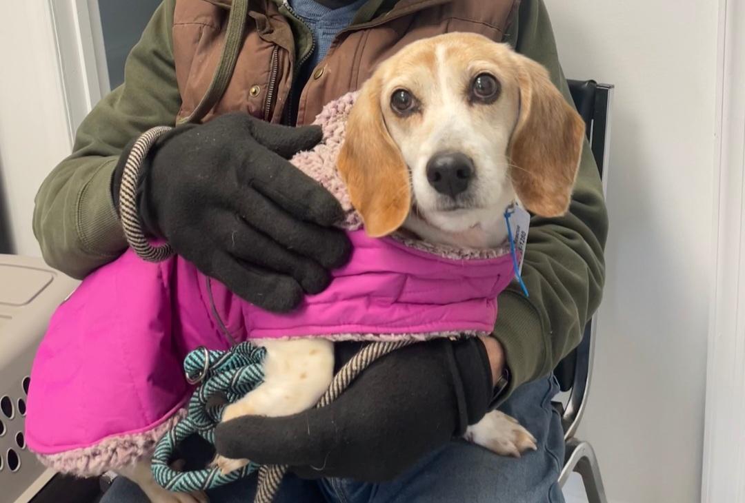 Enlarge Bella, a ADOPTABLE Beagle in Columbia, MD image 1/2
