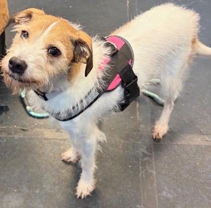 Enlarge Eddie 2, a Adoptable mixed breed in Baraboo, WI image 1/2