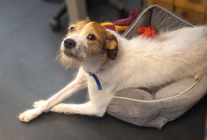 Eddie 2, Adoptable, Senior Male Mixed Breed & Mixed Breed.