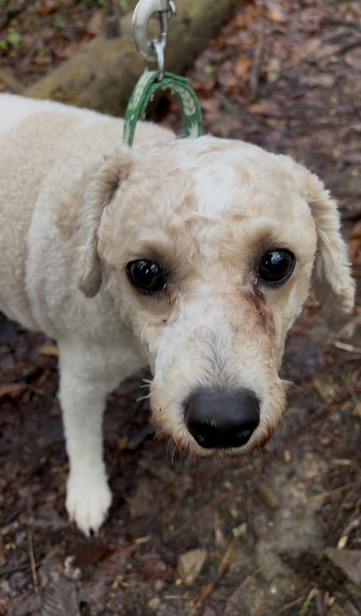Enlarge CAULIFLOWER, an adoptable mixed breed in Millerstown, PA image 5/6