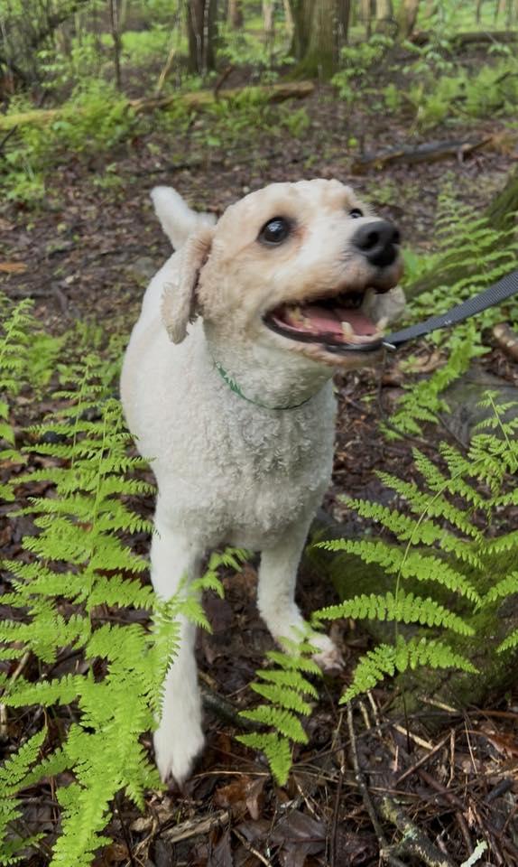 Enlarge CAULIFLOWER, an adoptable mixed breed in Millerstown, PA image 3/6