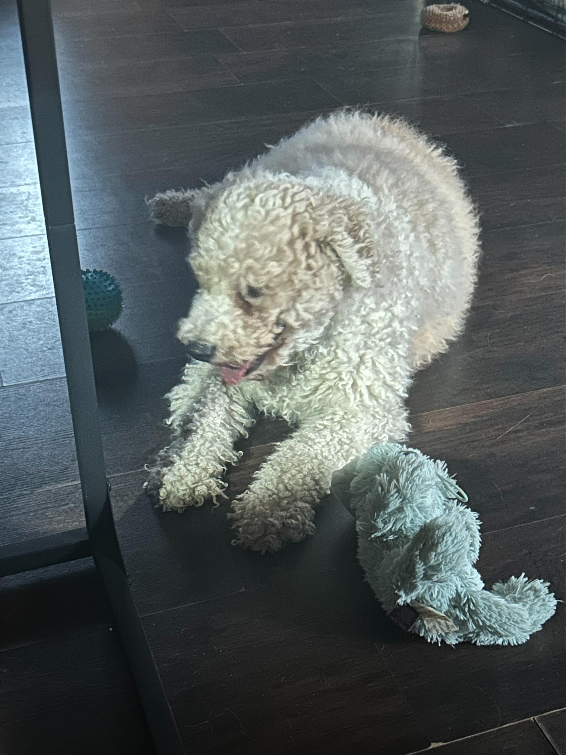 Enlarge CAULIFLOWER, an adopted mixed breed in Millerstown, PA image 4/4