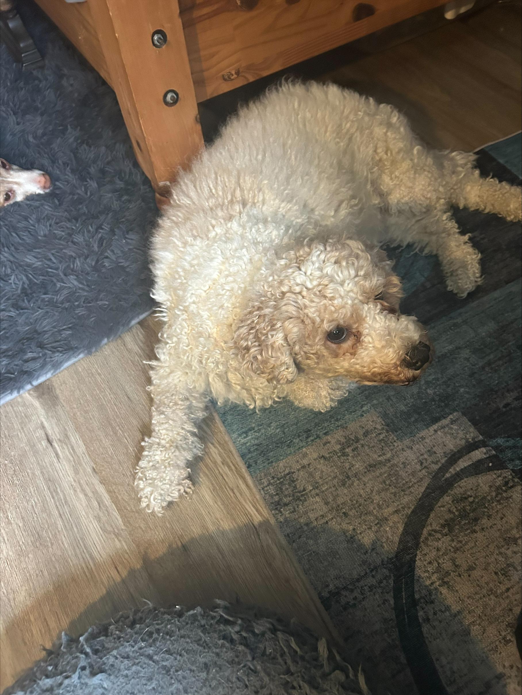 Enlarge CAULIFLOWER, an adopted mixed breed in Millerstown, PA image 3/4