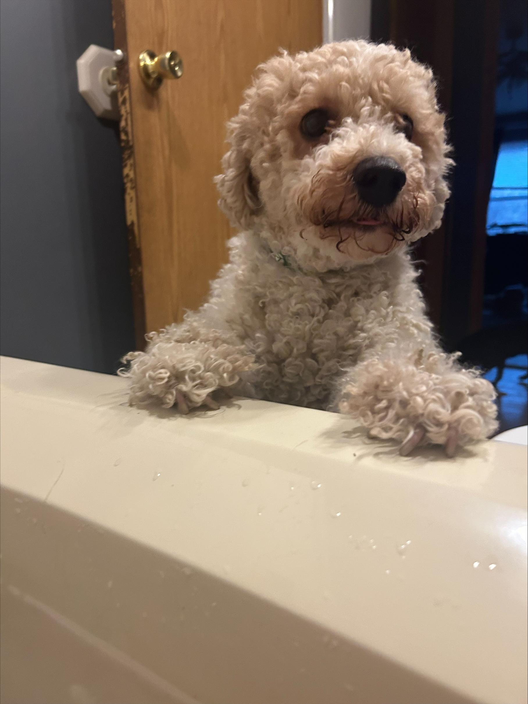 CAULIFLOWER, adopted, Adult Male Bichon Frise & Poodle.