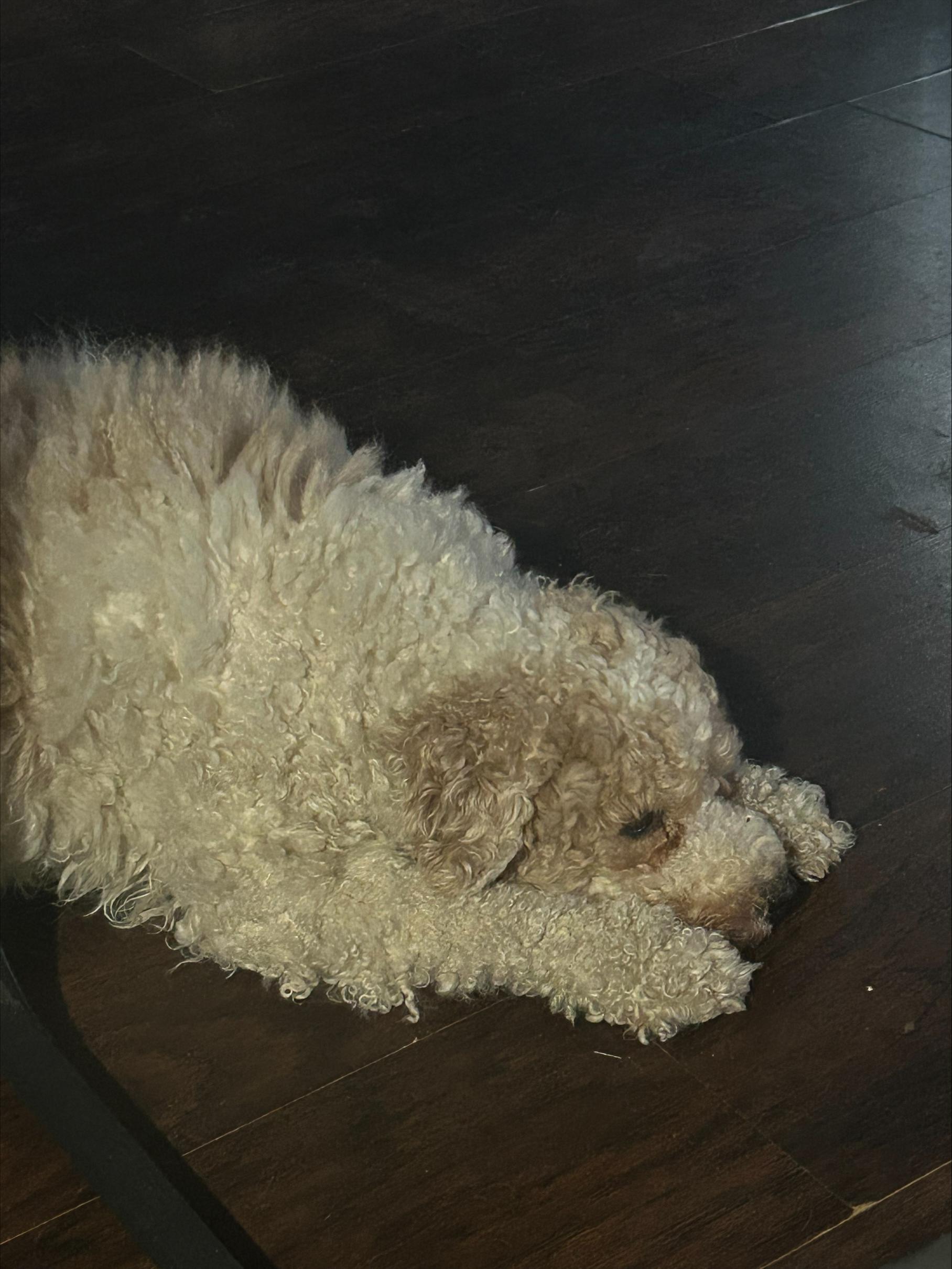 Enlarge CAULIFLOWER, an adopted mixed breed in Millerstown, PA image 2/4