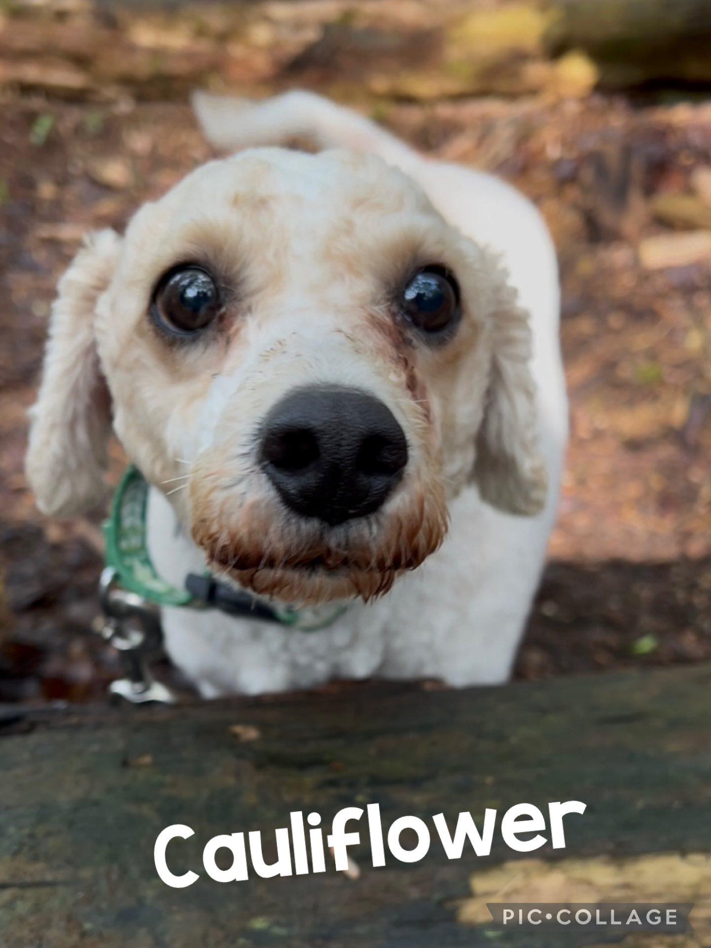 Enlarge CAULIFLOWER, an adoptable mixed breed in Millerstown, PA image 1/6