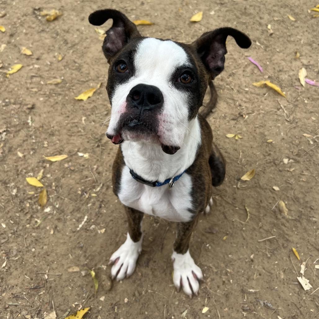 Capo, Adoptable, Young Male Boxer & Pit Bull Terrier.