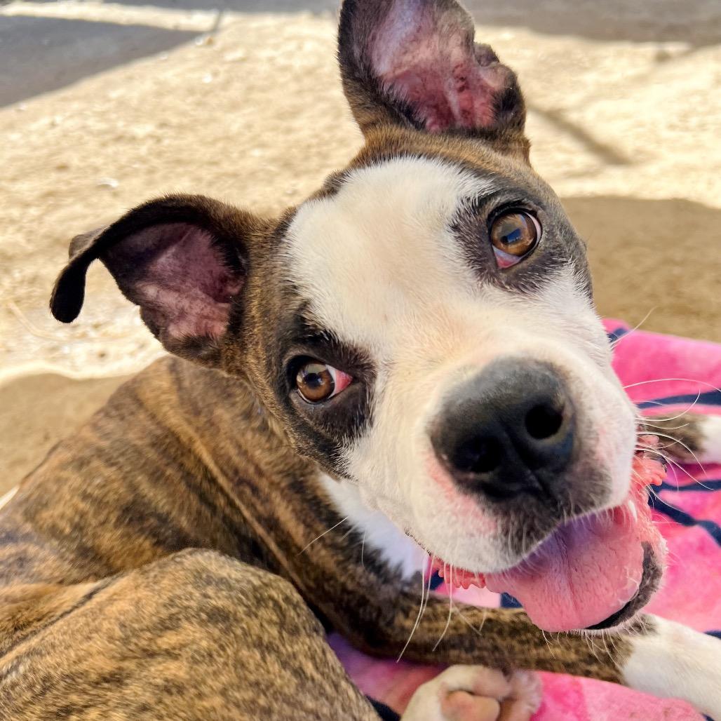 Enlarge Capo, a Adoptable mixed breed in Ojai, CA image 2/4