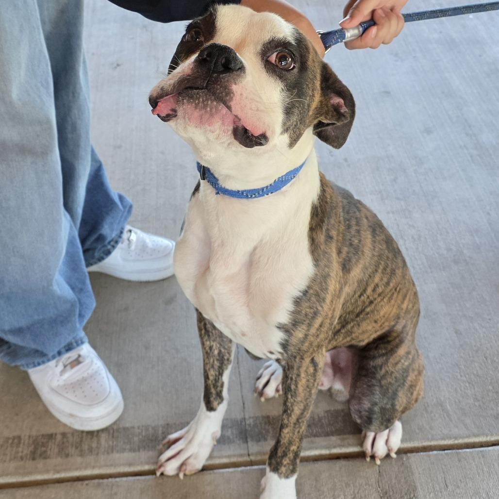 Enlarge Capo, a Adoptable mixed breed in Ojai, CA image 3/4