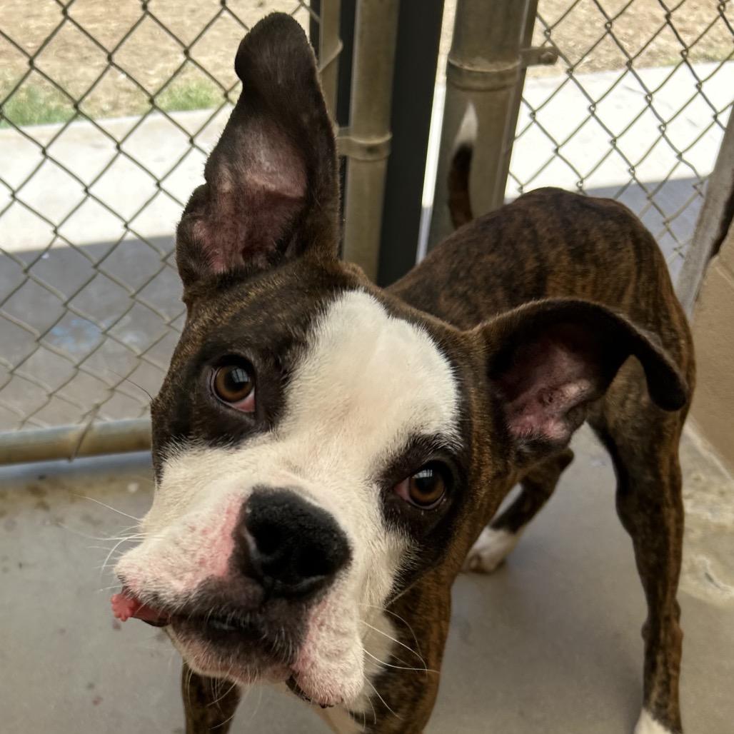 Enlarge Capo, a Adoptable mixed breed in Ojai, CA image 4/4