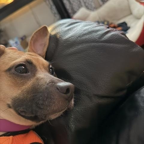 Callie, a ADOPTABLE mixed breed in Aurora, IL image 3/4